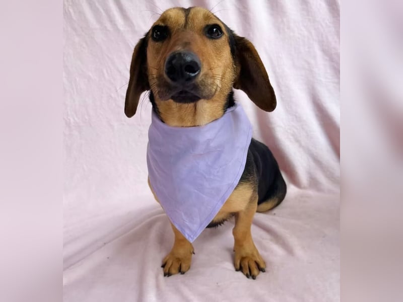 Oszvald - Liebevolle Seele sucht sein Happy End!