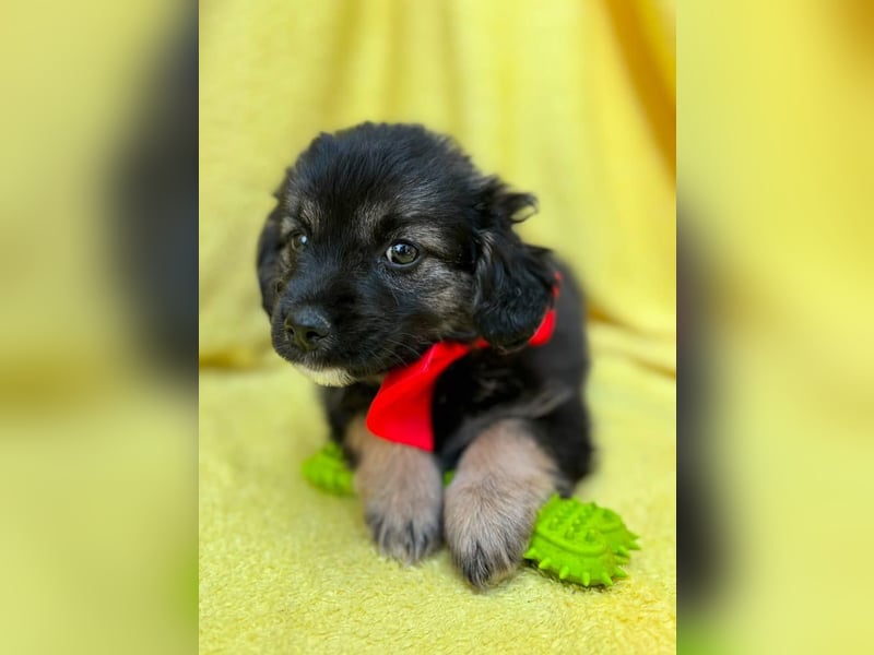 Evoli - Liebevolle Evoli sucht Menschen zum Kuscheln und Ankommen