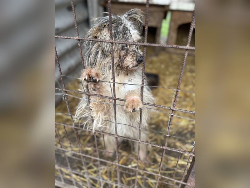 Pityu - Sensibler Hundejunge sucht geduldige Menschen