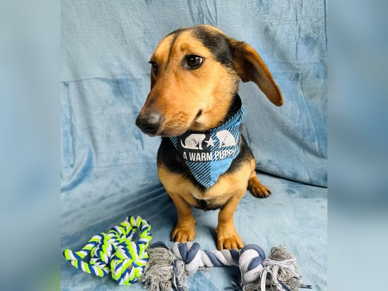 Oszvald - Liebevolle Seele sucht sein Happy End!