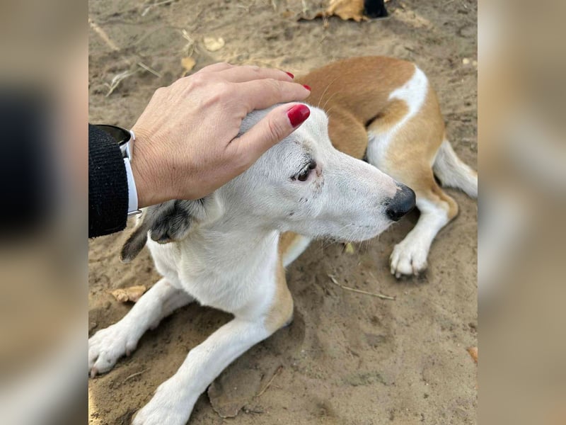 Arminka -Sensibler Begleiter mit großem Herz