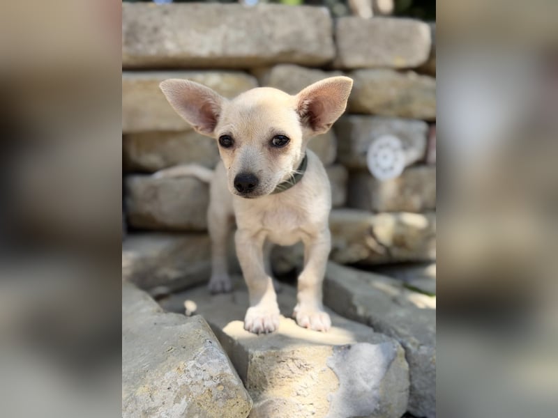Peanut (Pepsi) Kleiner Peanut sucht großes Familienglück