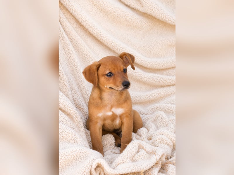 Piccolo - fröhlicher Schatz sucht sein Für-immer-Zuhause