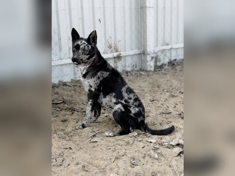 Sheldon - Sportlicher Rüde sucht aktive Familie