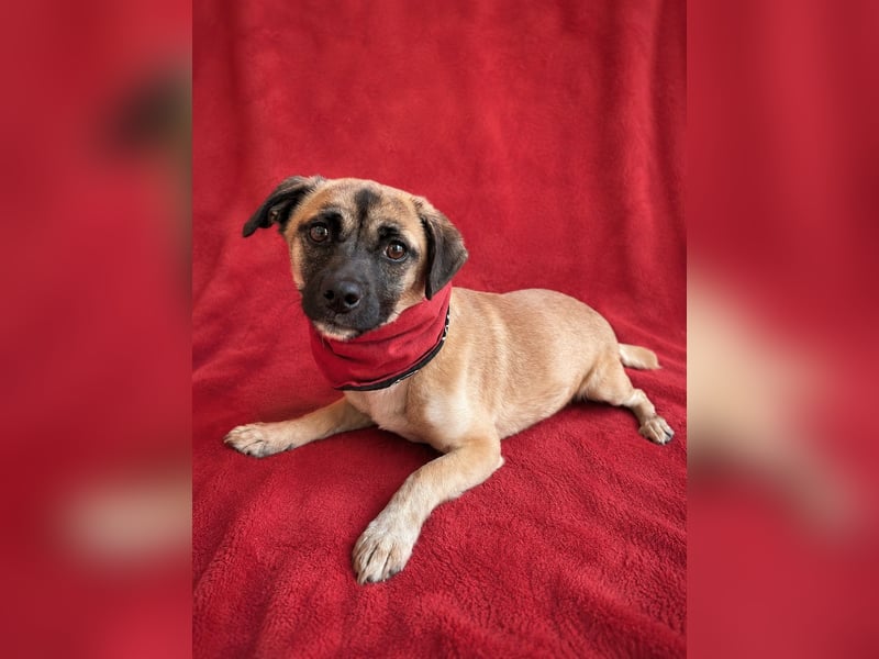 Pippa Kleine Schmusemaus sucht ihr Glück