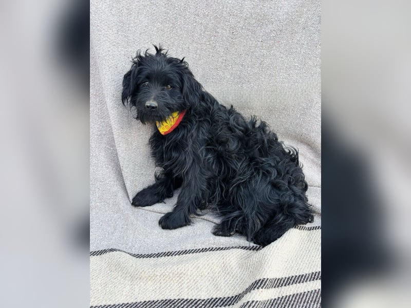 Bozont - Sanfter Schatz sucht geduldiges Zuhause *bald in 71711 Murrr*