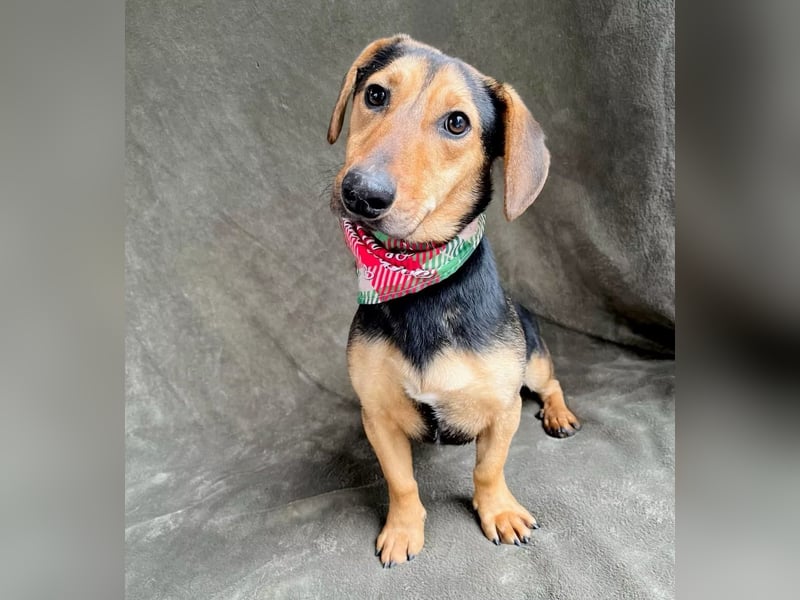 Oszvald - Liebevolle Seele sucht sein Happy End!