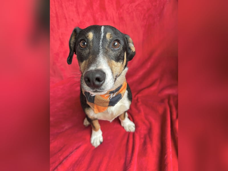 Pepito - Kleiner Charmeur sucht seine Menschen!