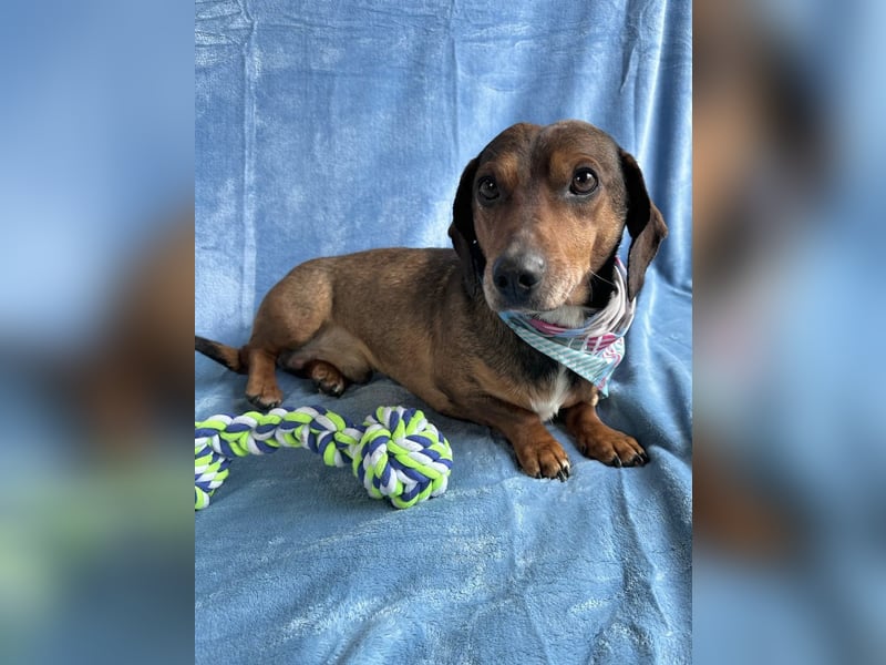 Robin - kleiner Dackelmix mit sensiblem Herz sucht sein Zuhause