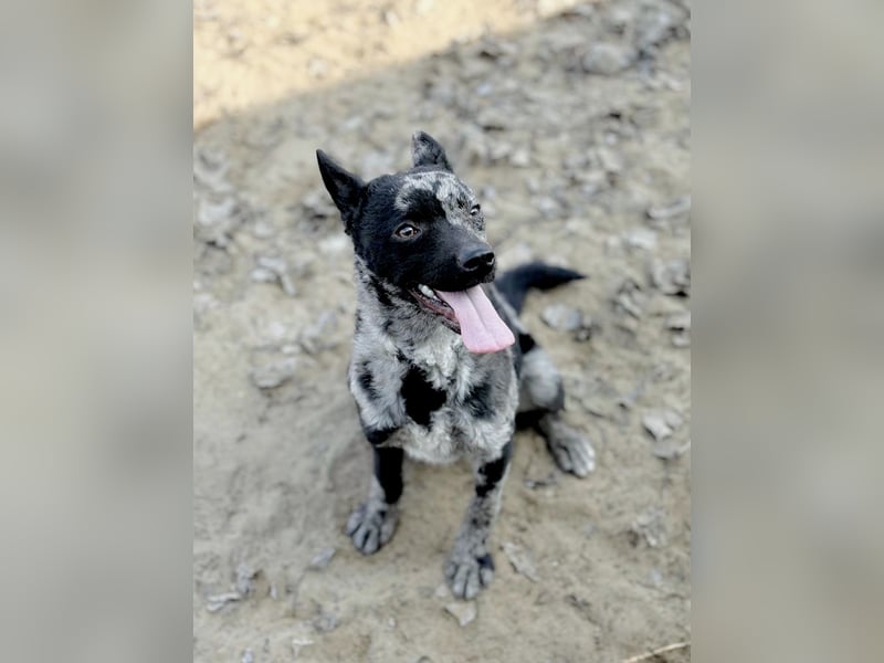 Sheldon - Sportlicher Rüde sucht aktive Familie