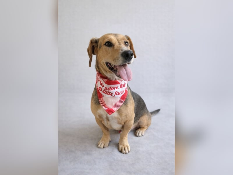 Sebestyen -Freundlicher Begleiter sucht seine Menschen!