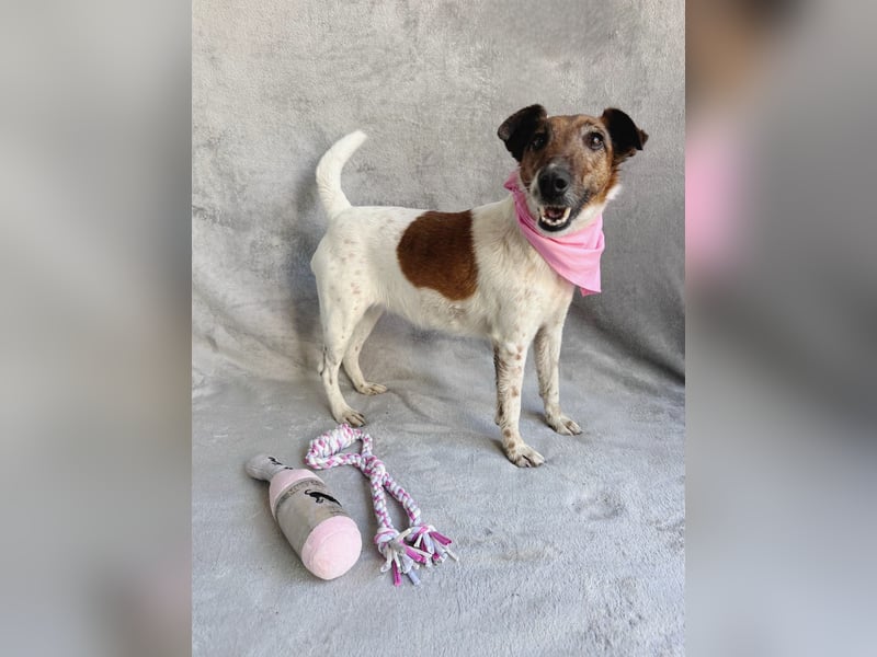 Roxi - Charmante Hundedame sucht ein liebevolles Zuhause!