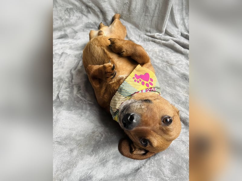 Hood - Kleiner Kämpfer sucht sein großes Glück!