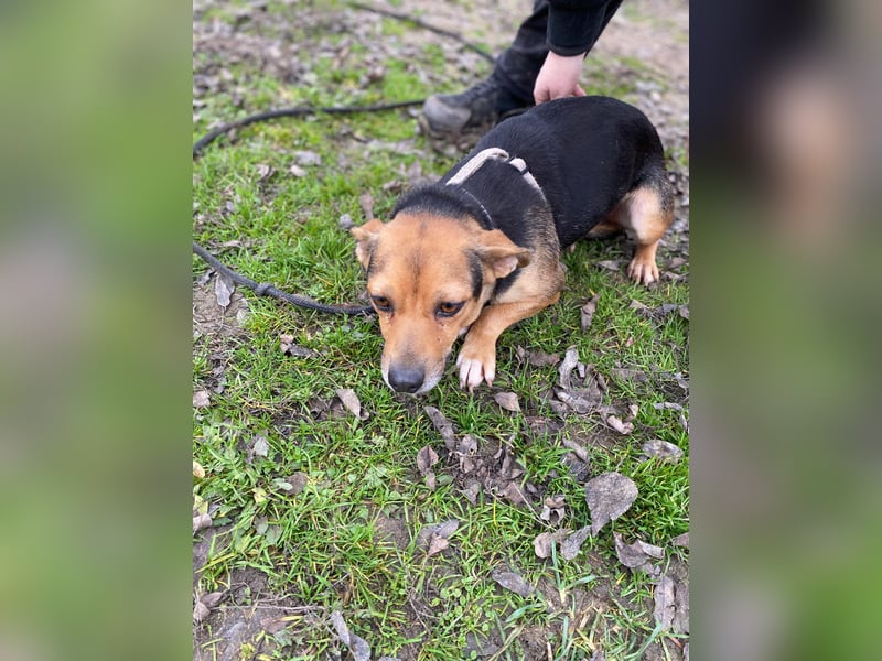 Adel - Sanfte Mischlingshündin sucht ihr Für-Immer-Zuhause