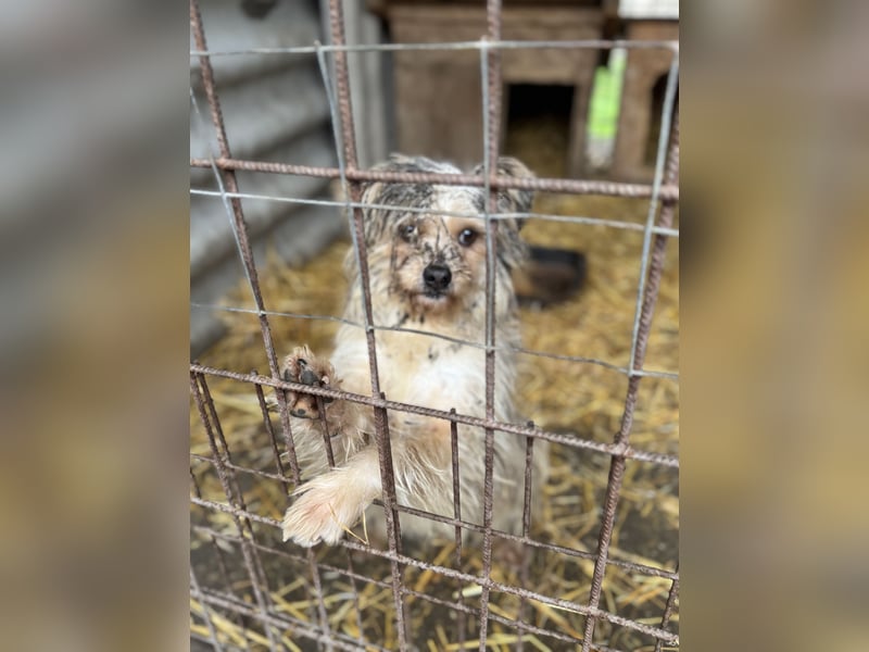 Pityu - Sensibler Hundejunge sucht geduldige Menschen