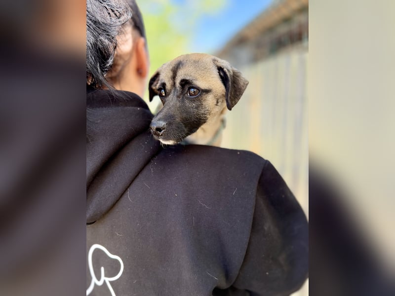 Pippa Kleine Schmusemaus sucht ihr Glück