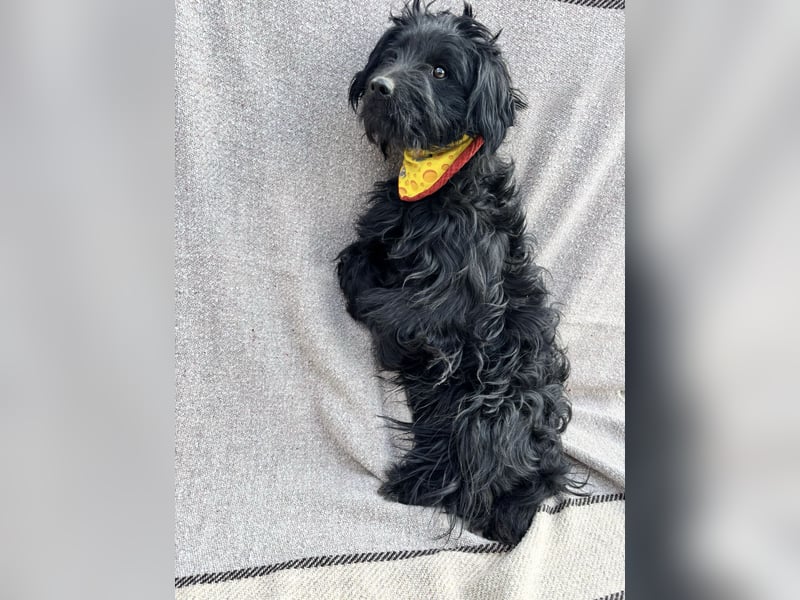 Bozont - Sanfter Schatz sucht geduldiges Zuhause *bald in 71711 Murrr*