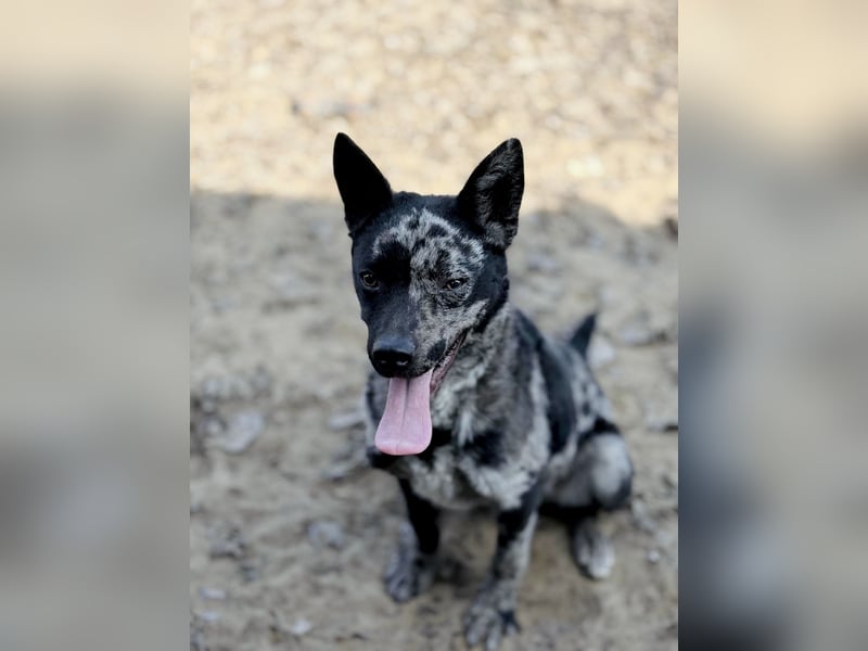 Sheldon - Sportlicher Rüde sucht aktive Familie