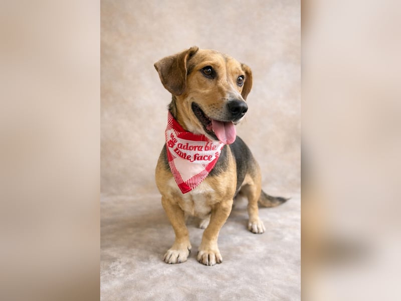 Sebestyen -Freundlicher Begleiter sucht seine Menschen!