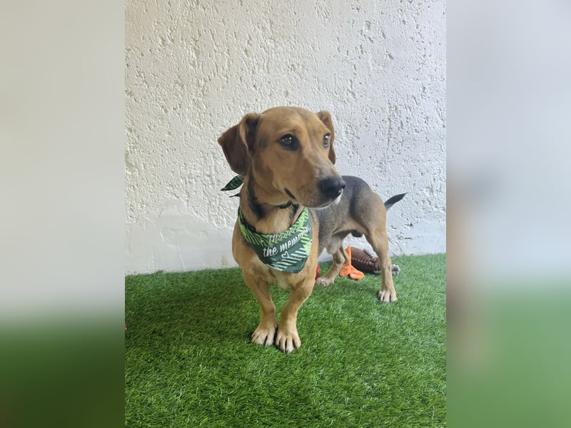 Sebestyen -Freundlicher Begleiter sucht seine Menschen!