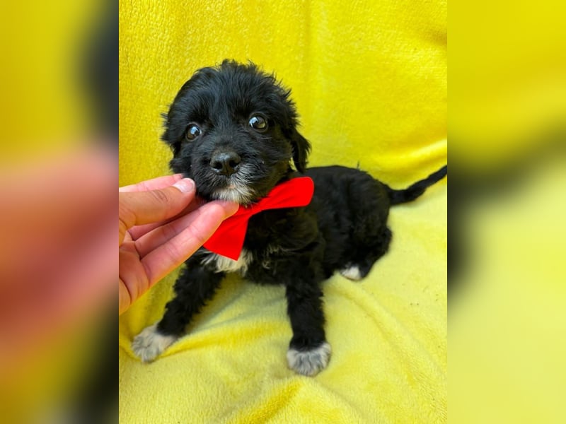 Misty - Fröhliche Misty sucht aktive Menschen fürs gemeinsame Abenteuer