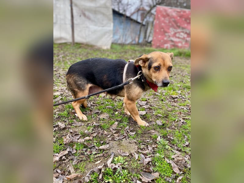 Adel - Sanfte Mischlingshündin sucht ihr Für-Immer-Zuhause