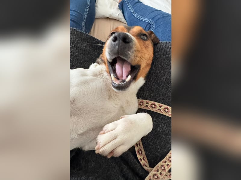 Beens- lieber kleiner Rüde sucht sein Zuhause