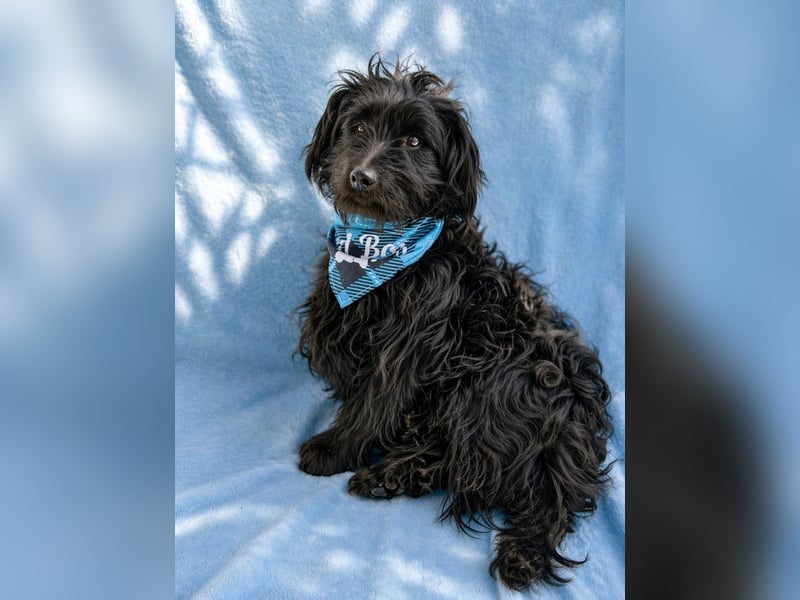 Bozont - Sanfter Schatz sucht geduldiges Zuhause *bald in 71711 Murrr*