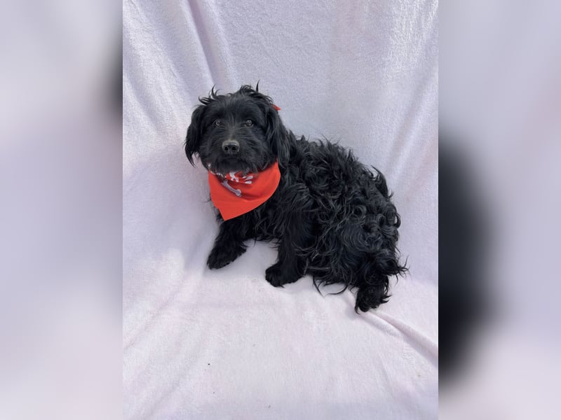 Bozont - Sanfter Schatz sucht geduldiges Zuhause *bald in 71711 Murrr*