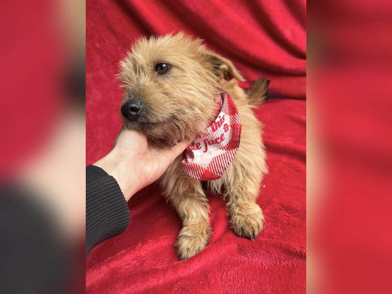 Lino - Sanfter kleiner Begleiter sucht Neuanfang