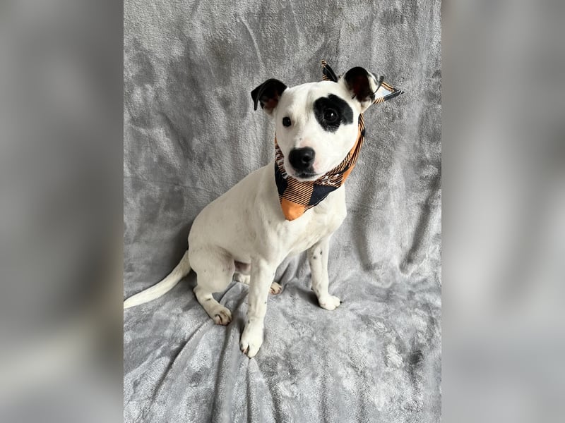 Dylen - fröhlicher kleiner Wirbelwind auf der Suche nach seinem Zuhause