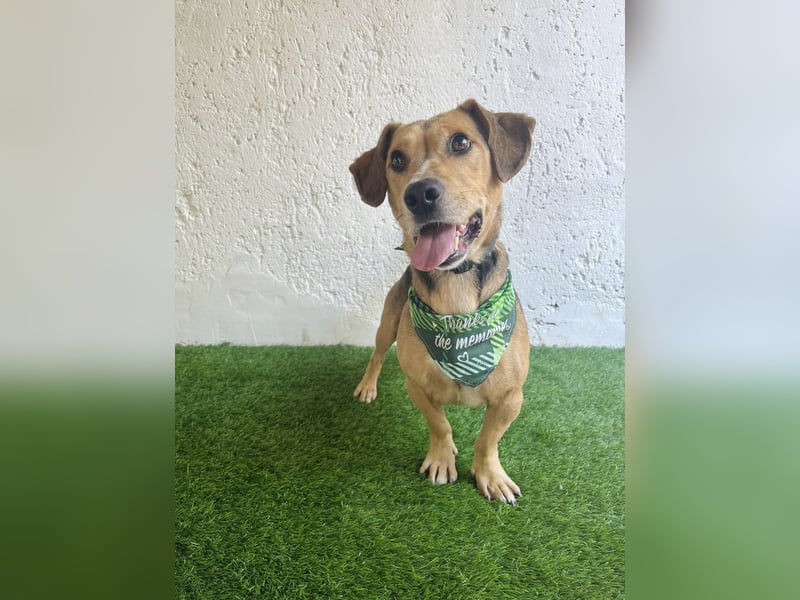 Sebestyen -Freundlicher Begleiter sucht seine Menschen!