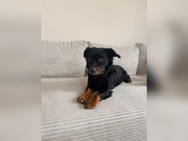 Kormi- fröhlicher kleiner Rüde