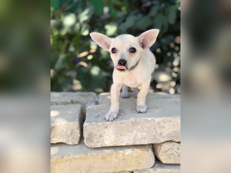 Peanut (Pepsi) Kleiner Peanut sucht großes Familienglück