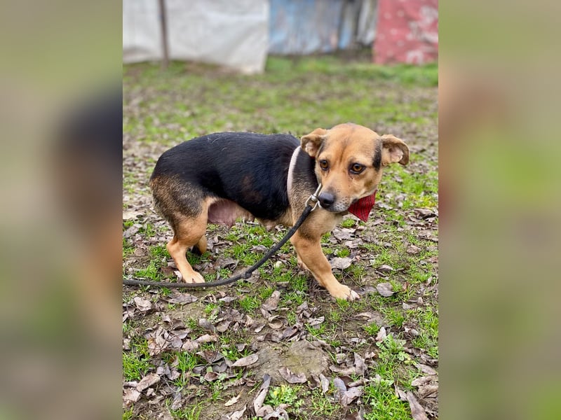 Adel - Sanfte Mischlingshündin sucht ihr Für-Immer-Zuhause