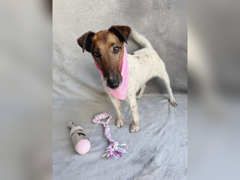 Roxi - Charmante Hundedame sucht ein liebevolles Zuhause!