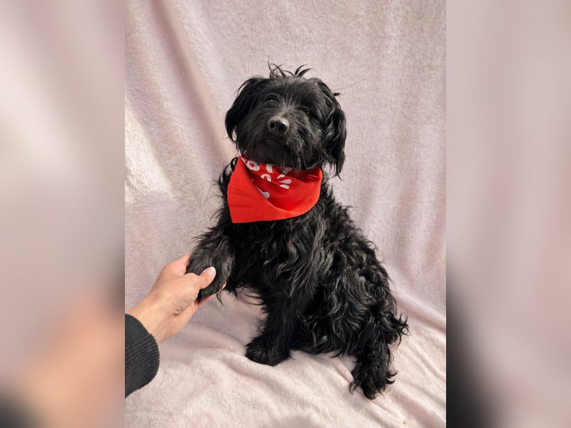 Bozont - Sanfter Schatz sucht geduldiges Zuhause *bald in 71711 Murrr*