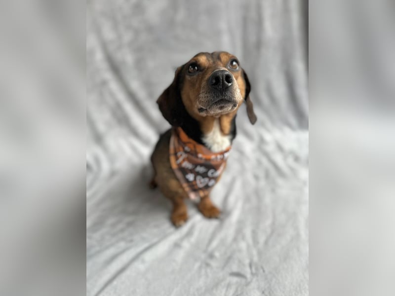 Robin - kleiner Dackelmix mit sensiblem Herz sucht sein Zuhause