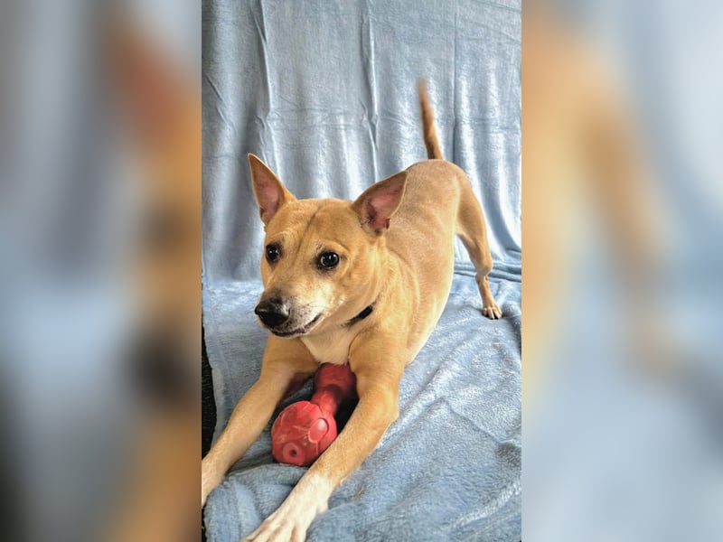 Eponin -Eine zarte Seele sucht ihr Für-immer-Zuhause.