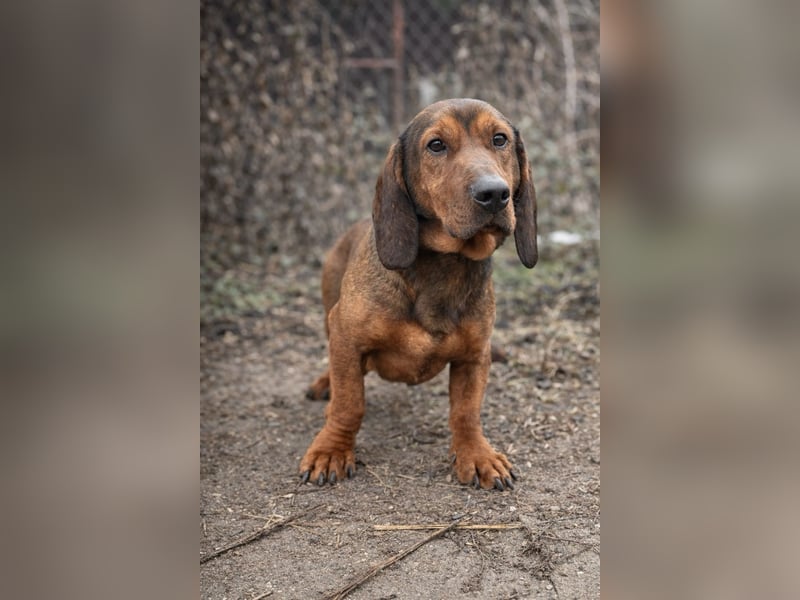 Louis - Liebevolle Hundeseele sucht ein Für-Immer-Körbchen!