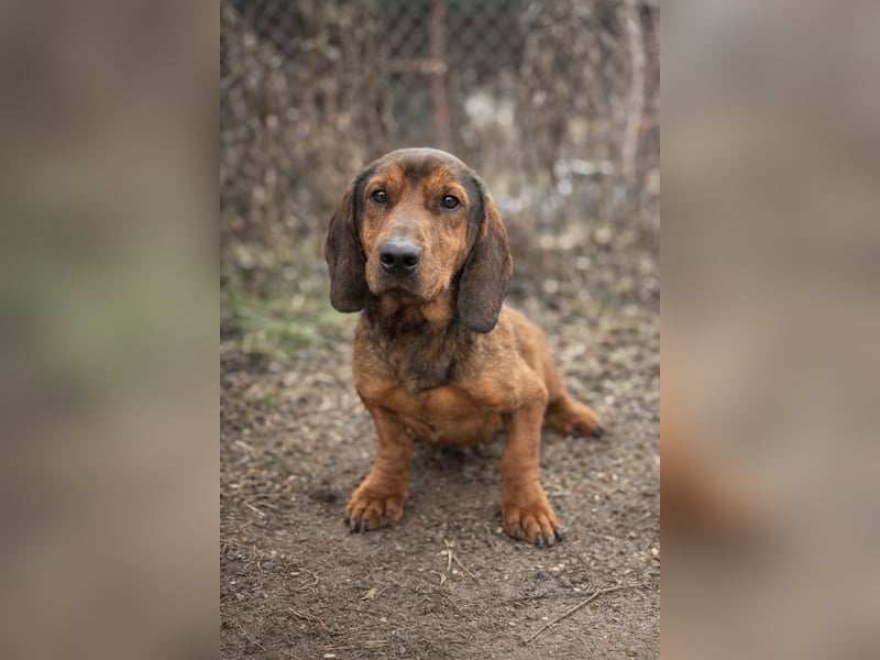 Louis - Liebevolle Hundeseele sucht ein Für-Immer-Körbchen!