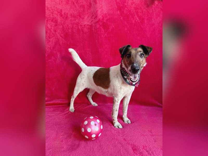 Roxi - Charmante Hundedame sucht ein liebevolles Zuhause!