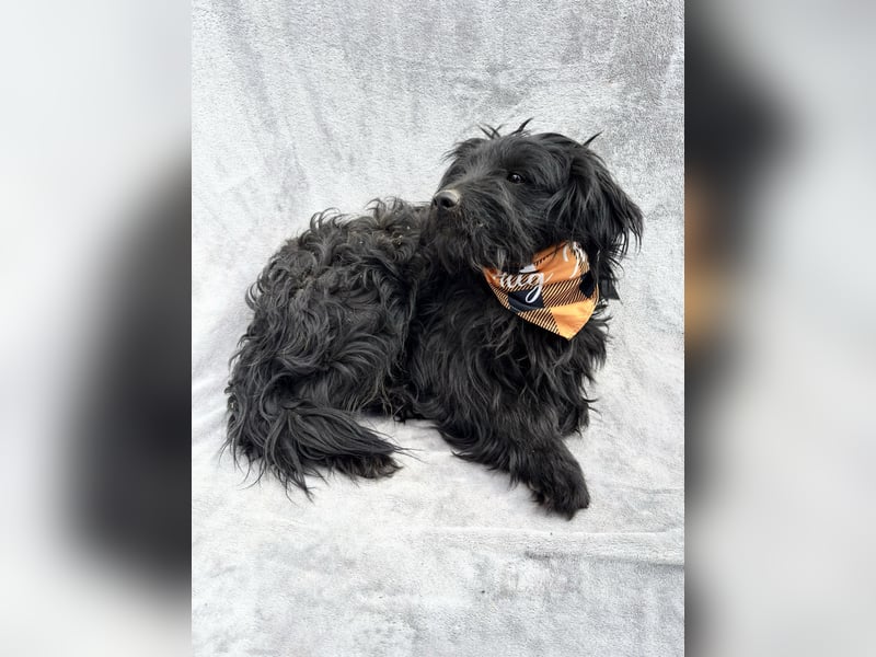 Bozont - Sanfter Schatz sucht geduldiges Zuhause *bald in 71711 Murrr*