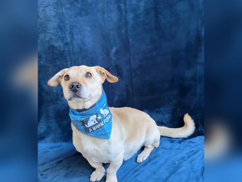 Cedric -Liebevoller Rüde möchte endlich ankommen!