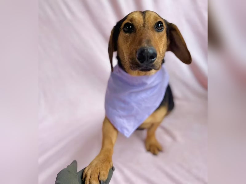 Oszvald - Liebevolle Seele sucht sein Happy End!