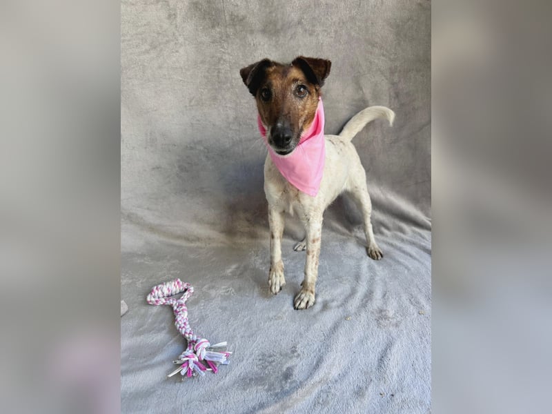 Roxi - Charmante Hundedame sucht ein liebevolles Zuhause!