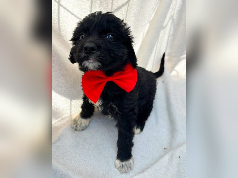 Misty - Fröhliche Misty sucht aktive Menschen fürs gemeinsame Abenteuer
