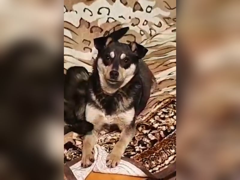 Mia  - Herzenshund sucht ihre Menschen!