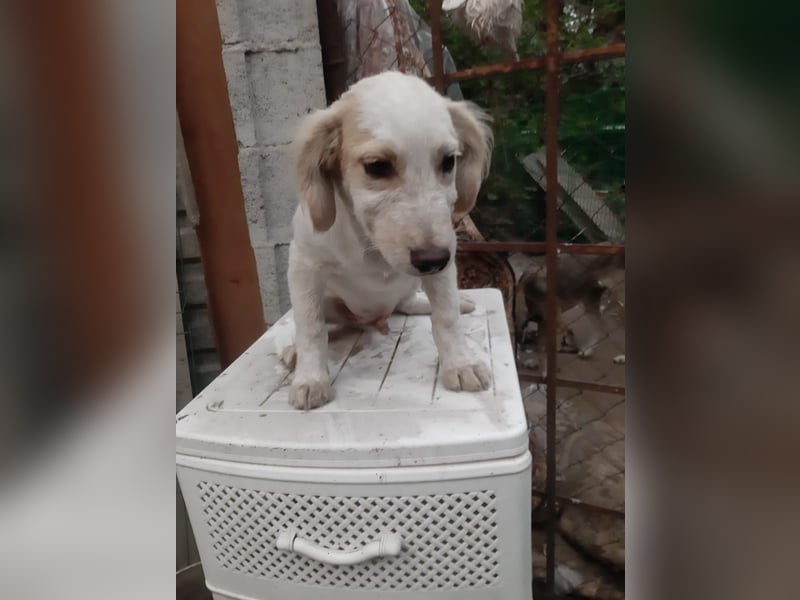 Sirius, lieber verspielte Hundejunge sucht seine Menschen