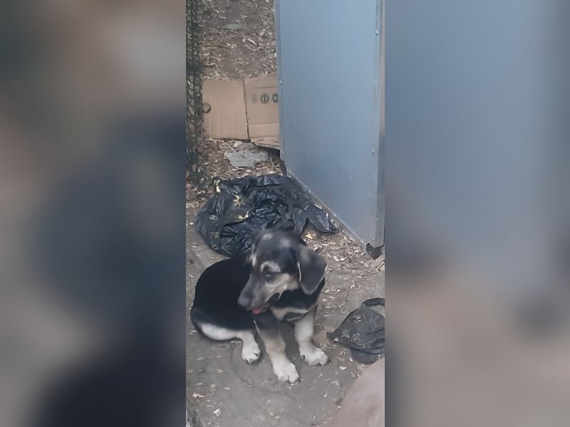 Calina – goldige Mischlingshündin sucht Zuhause